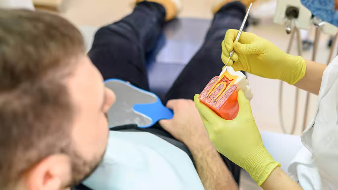 Tooth model photo